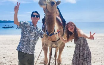 A single-humped camel with a decorative red and yellow harness standing on a beach with white sand and clear blue water in Bali.