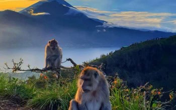 A group of people trekking through a lush green rice field or jungle in Bali.